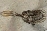 Trident Walliserops Trilobite - Exceptional Preparation #328576-5